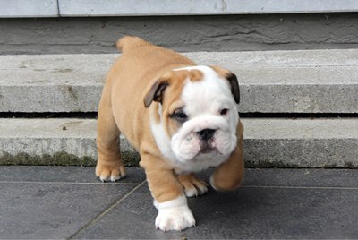 Cuccioli bulldog inglese