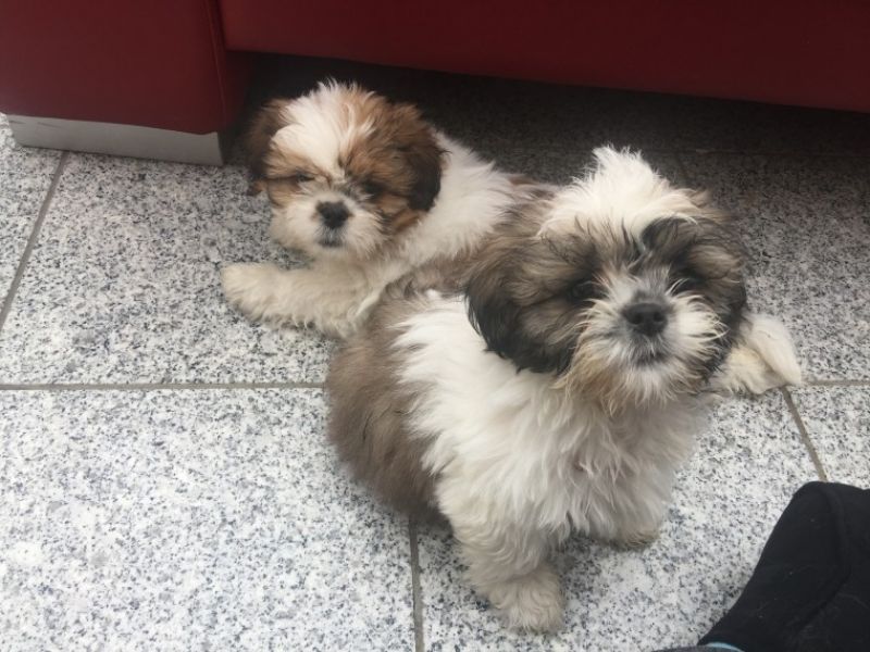 Regalo cuccioli di shitzu