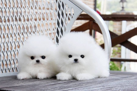 Offro In regalo Cuccioli di POMERANIAN,Toy Miniatura