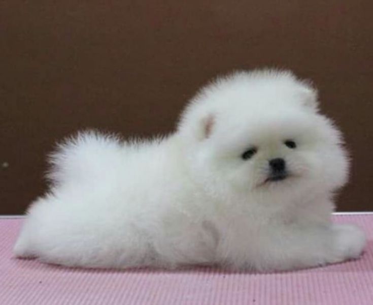 Regalo cuccioli di pomeranian !!!