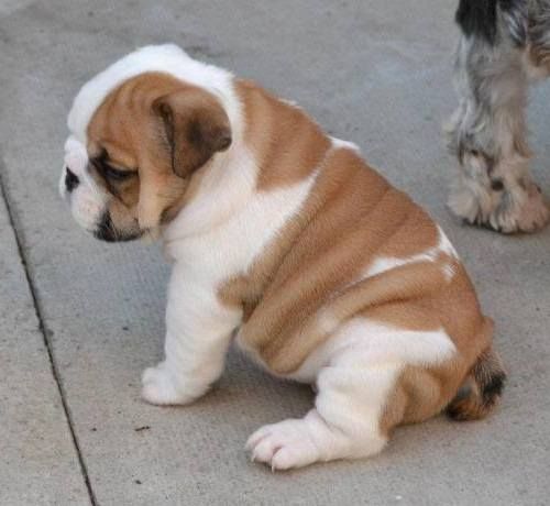 Disponibili cuccioli di bulldog inglese!***/