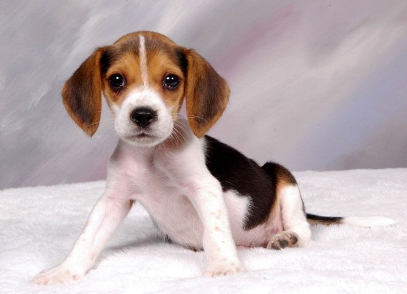 Regalo cuccioli di Beagle