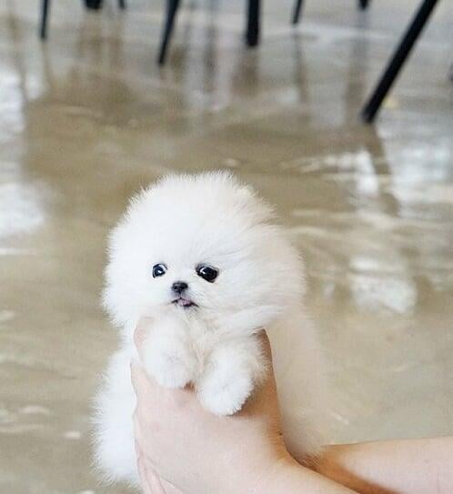 Cucciolo di pomerania di 2 mesi per regalo