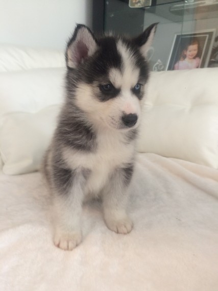 Regalo Siberian Husky cuccioli, maschio e femmina