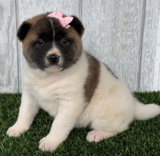 Regalo Cucciolo di Akita inu in pronta consegna i cuccioli verranno Dato dopo 90 giorni dalla nascit