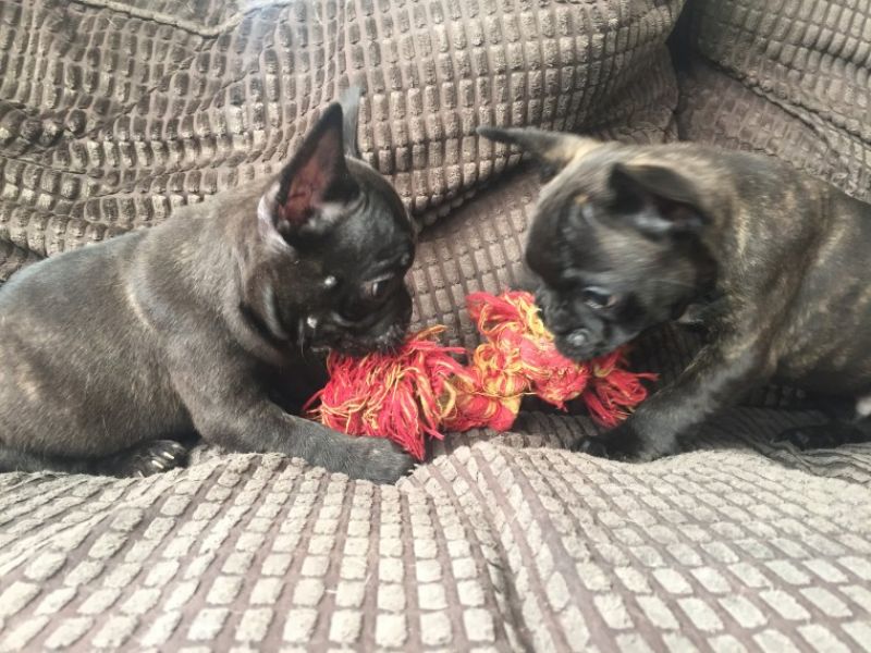 2 cuccioli Bulldog Francese