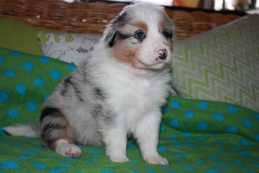  regalo cuccioli di australiano pastore disponibili per l'adozione