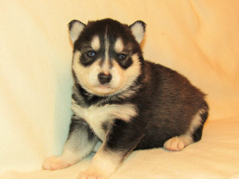  cuccioli di Sibarian husky  per adozione ( maschio e femmina )