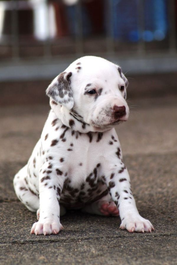  cuccioli di dalmata per adozione ( per regalo )