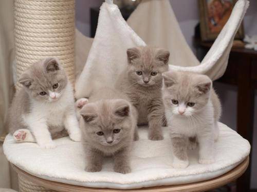  REGALO  bellissimi cucciolata di British shorthair   bellissimi cucciolata di British shorthair  vi