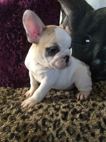  Regalo Cuccioli di Cane a Bulldog Francese