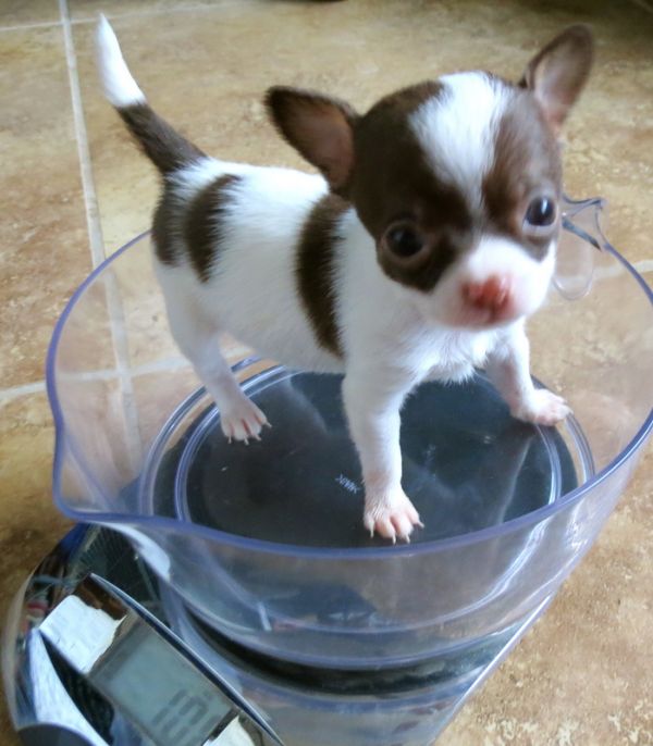 Regalo stupendo cuccioli di maltese originale 