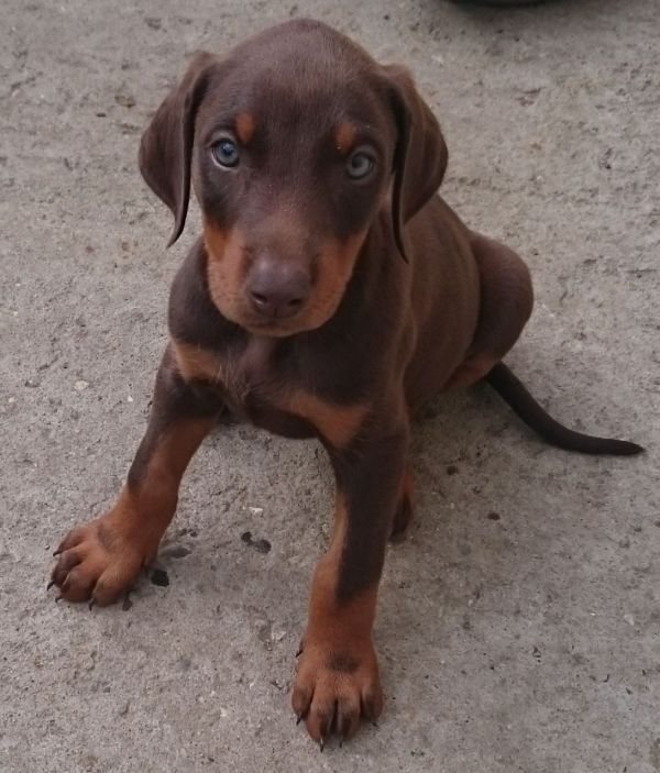 Regalo Cuccioli di Dorberman  in pronta consegna i cuccioli verranno Dato dopo 90 giorni dalla nasci