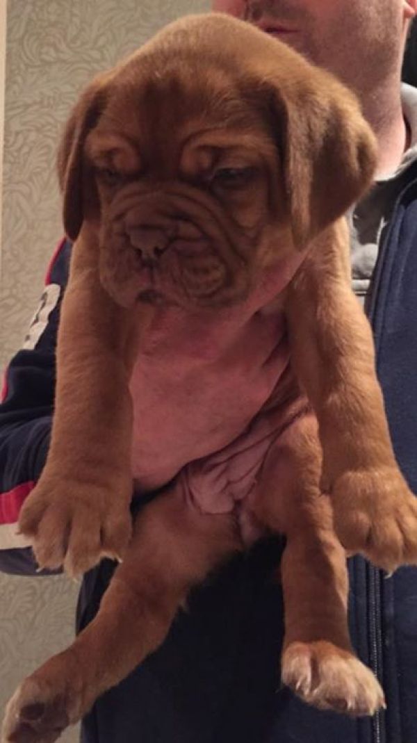 Molto bella e sani  cuccioli di dogue bordeaux  per adozione maschi e femmine disponibili (gratis)