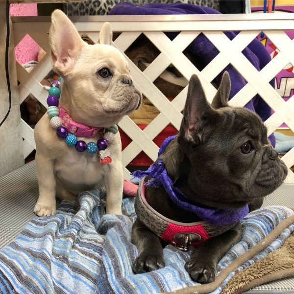 Cuccioli di Bulldog Francese
