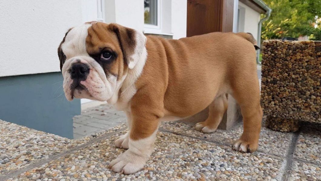 Cucciolo di bulldog inglese per adozione