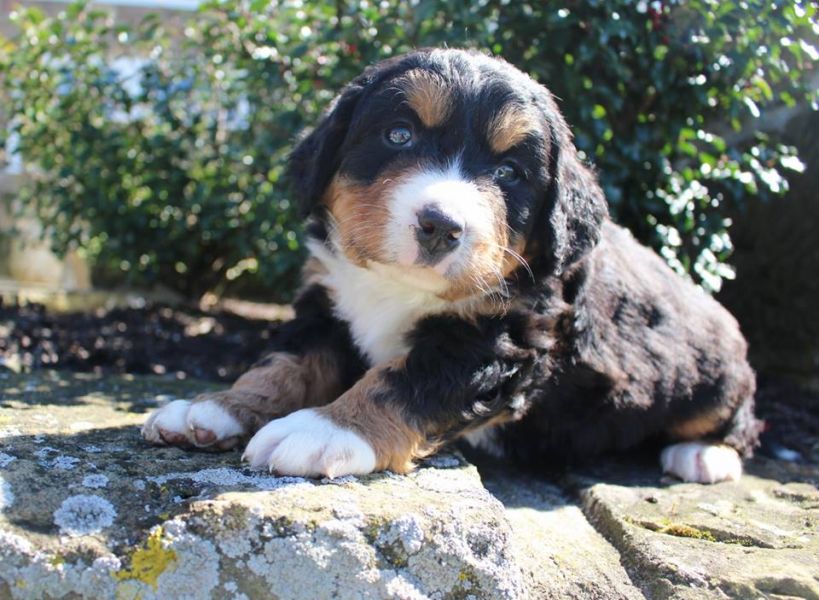 In Regalo Cuccioli bovaro del bernese