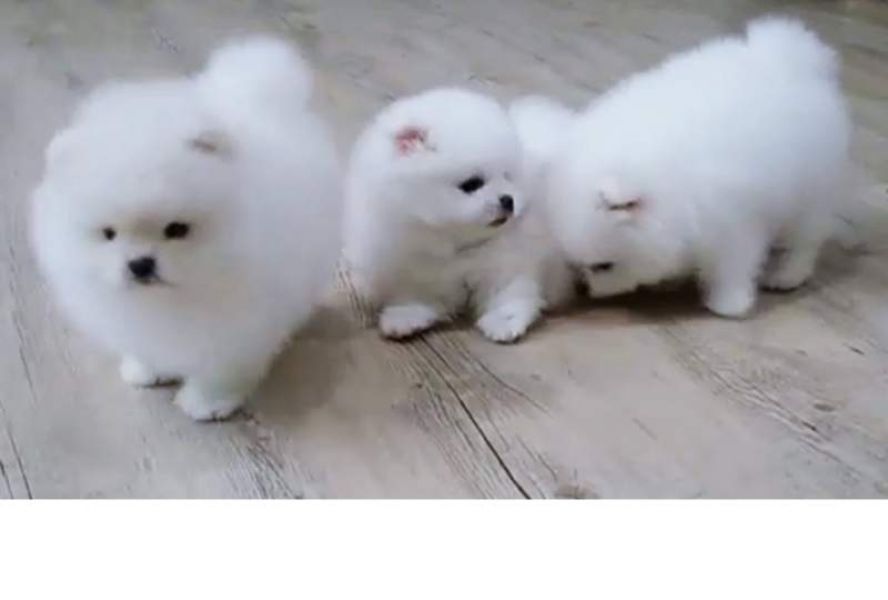 Cuccioli volpino di pomerania nano foto vere