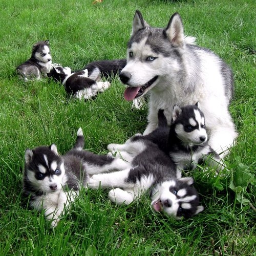 Cuccioli di husky siberiano maschi e femmine