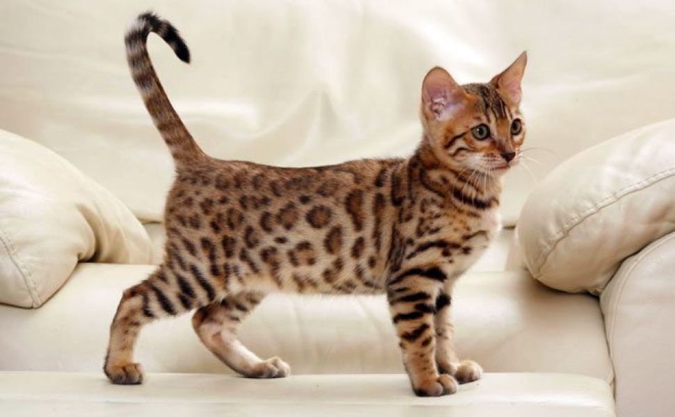  REGALO  bellissimi cucciolata di bengala  bellissimi cucciolata di bengala visibili i genitori pren