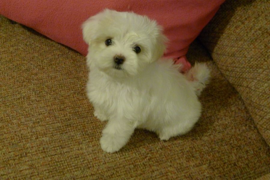 Cuccioli maltesi maschi e femmine