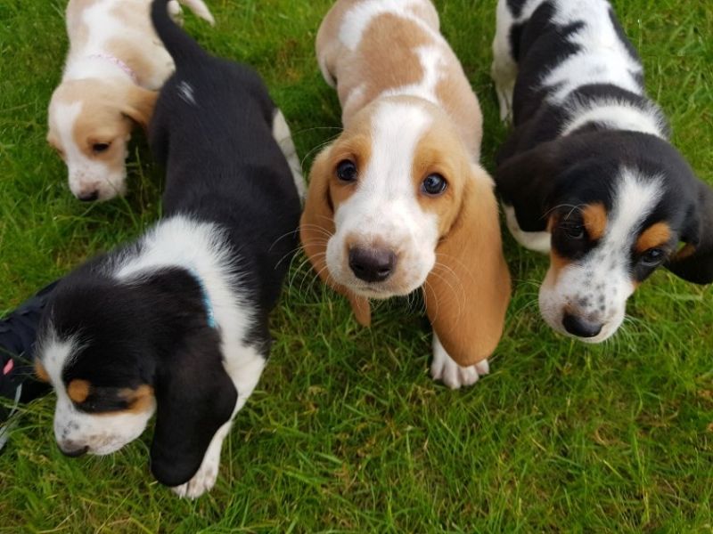  Regalo BELLISSIMI CUCCIOLI DI Basset Hound Fantastici cuccioli di Basset Hound con libretto sanitar