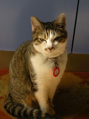 Gatta bella e buona a Vanzaghello (mi) cerca casa‏