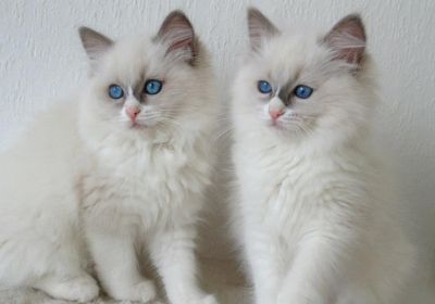 CUCCIOLI RAGDOLL IN REGALO