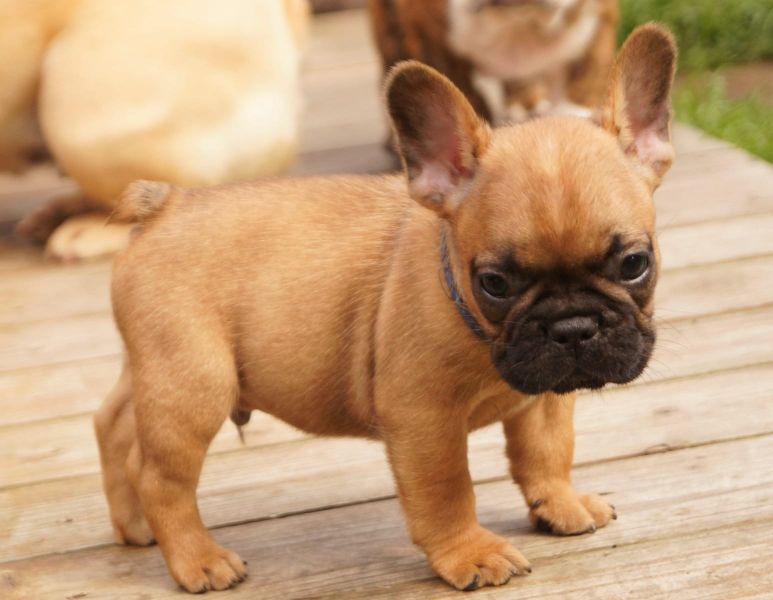 Adorabili cuccioli di Bulldog Francese femminucce e maschietti disponibili per l'adozione