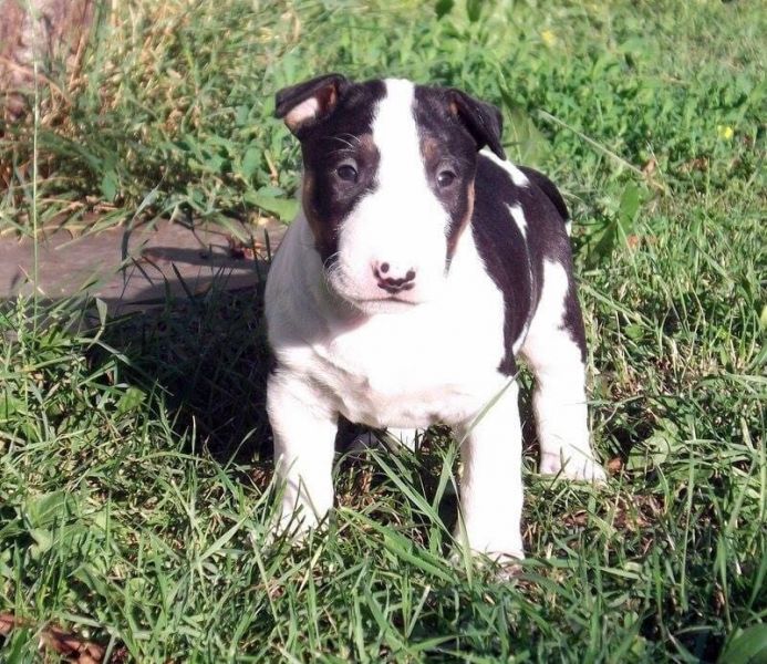 regalo cuccioli di bull terrier disponibili per l'adozione