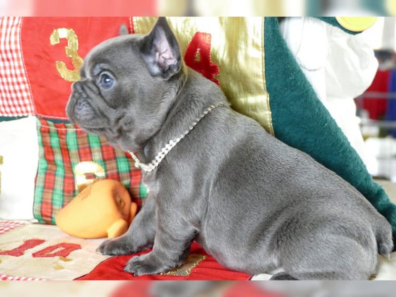 3  Dolce cuccioli di bulldog francese