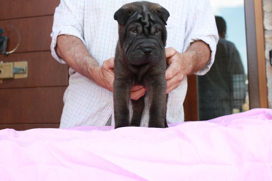 Shar pei