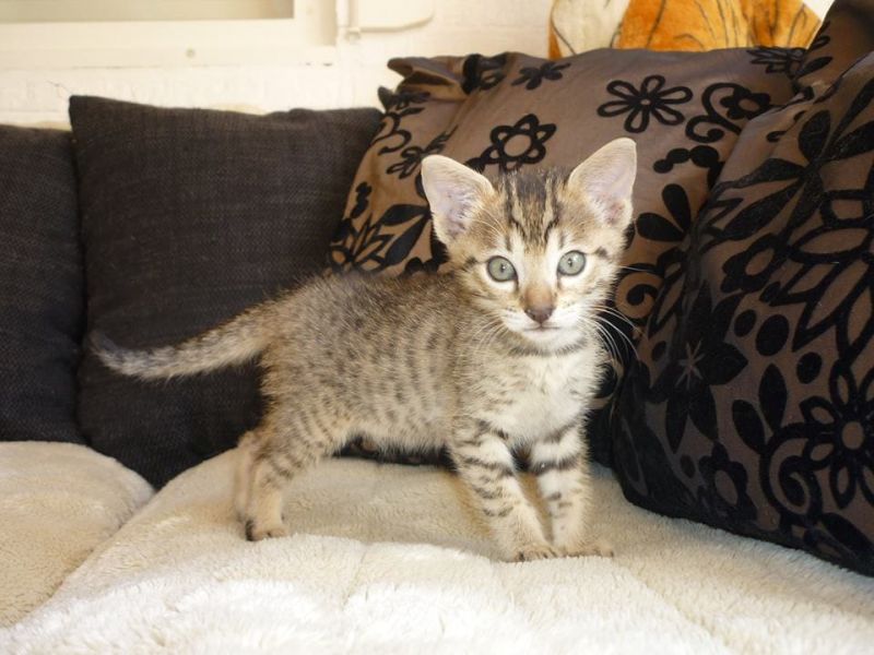  Molto bella e sani gattini Savannah  per adozione maschi e femmine disponibili (gratis)