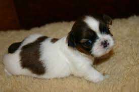 Casa di Razza ha Sollevato Shih Tzu Cuccioli