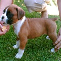 Dorabili cuccioli di boxer femminucce e maschietti disponibili