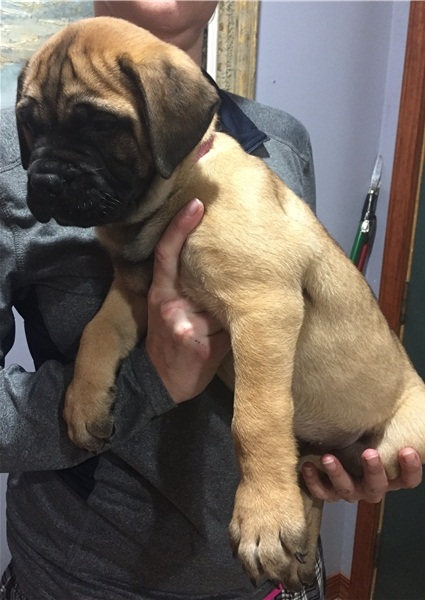 REGALO BullMastiff cuccioli