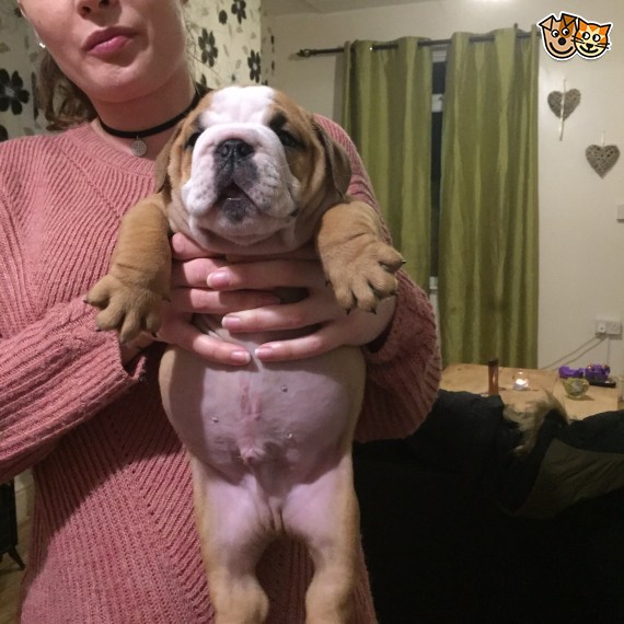 Regalo Bulldog inglese cuccioli disponibili