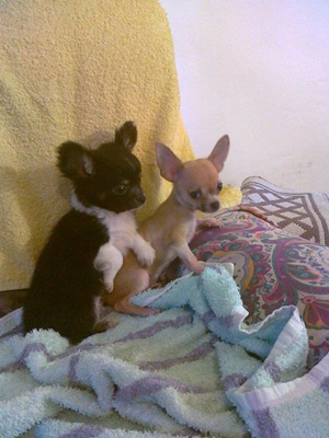 chihuahua cuccioli vendo