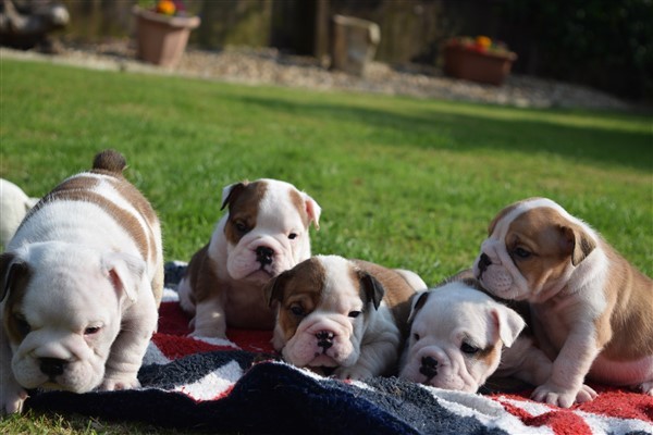 Regalo Bulldog inglese cuccioli disponibili