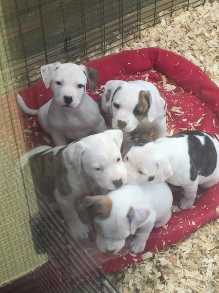 Regalo abbiamo cuccioli di Bulldog americano