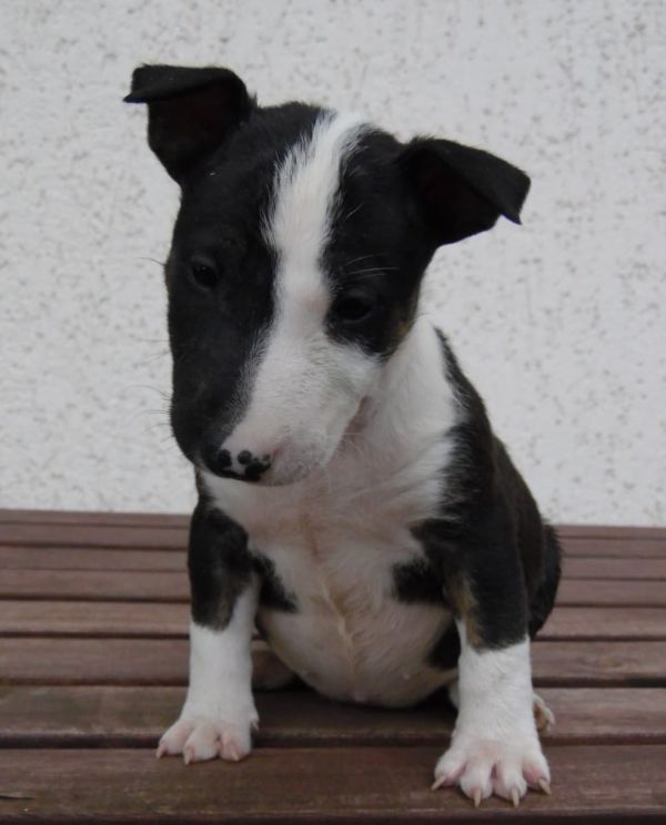 Molto bella e sani cuccioli di miniature bull terrier per adozione maschi e femmine disponibili (gra