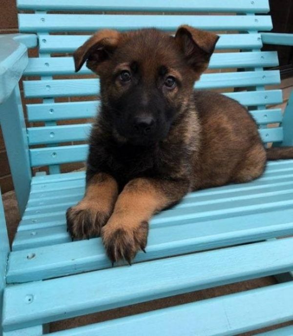 Regalo Pastore tedeco cuccioli, i cuccioli verranno Dato dopo 90 giorni dalla nascita, provvisti di: