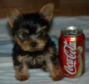 Yorkie maschi e femmine 