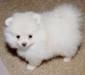 Disponibili Volpini della Pomerania