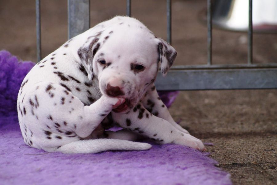   cuccioli di dalmata per adozione per adozione ( maschio e femmina )