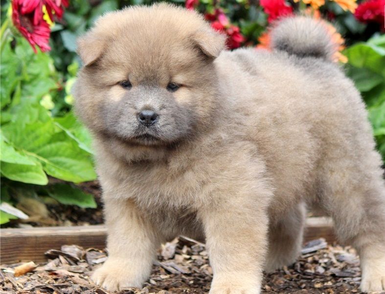 Regalo Cuccioli di chow chow  in pronta consegna i cuccioli verranno Dato dopo 90 giorni dalla nasci