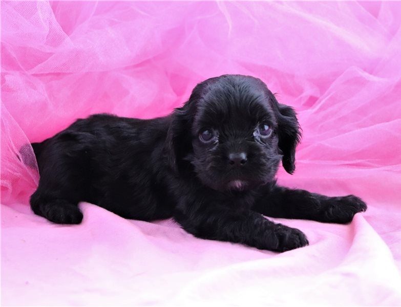  Regalo cocker spaniel Disponiamo di una cucciolata di cocker spaniel , i cuccioli verranno Dato dop