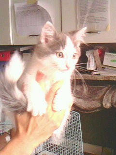 Gattino maschio Busto Arsizio