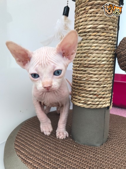 Carino bella gattini Sphinx avilable