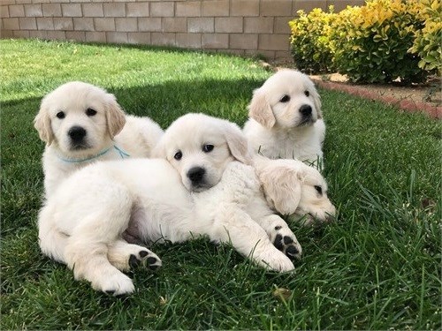  Regalo Golden Retriever cuccioli